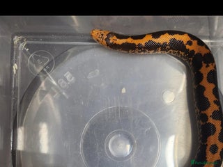 Snake reptiles - Advert 8