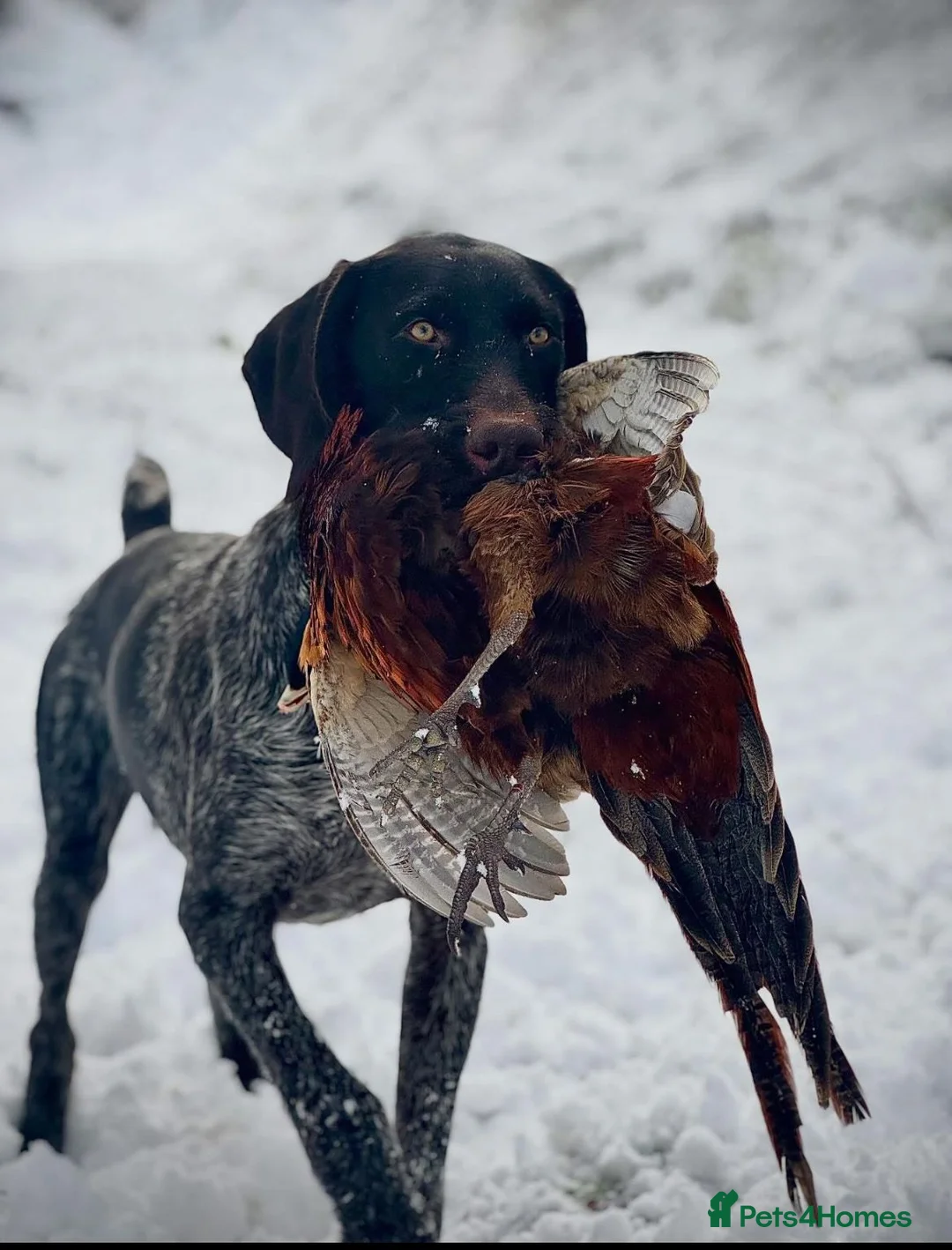 German Wirehaired Pointer dogs for sale: KC Reg German Wirehaired pointers Due July  - Advert 2
