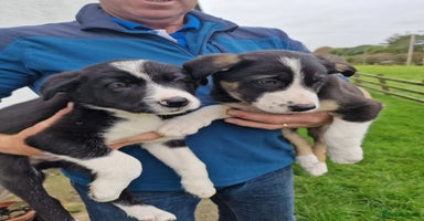 Border Collie dogs - Advert 1