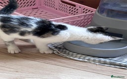 Mixed Breed cats for sale: Male kitten ready for his forever home.  - Image 7
