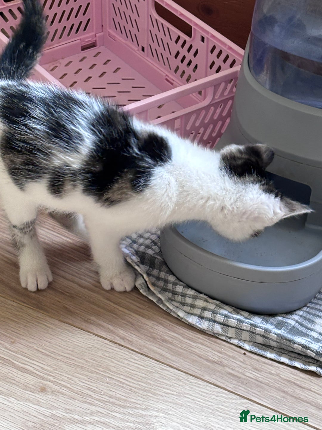 Mixed Breed cats for sale: Male kitten ready for his forever home.  - Image 7