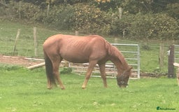 Irish Sports horses for sale: Twyncynnfig Royal Flush  - Image 2