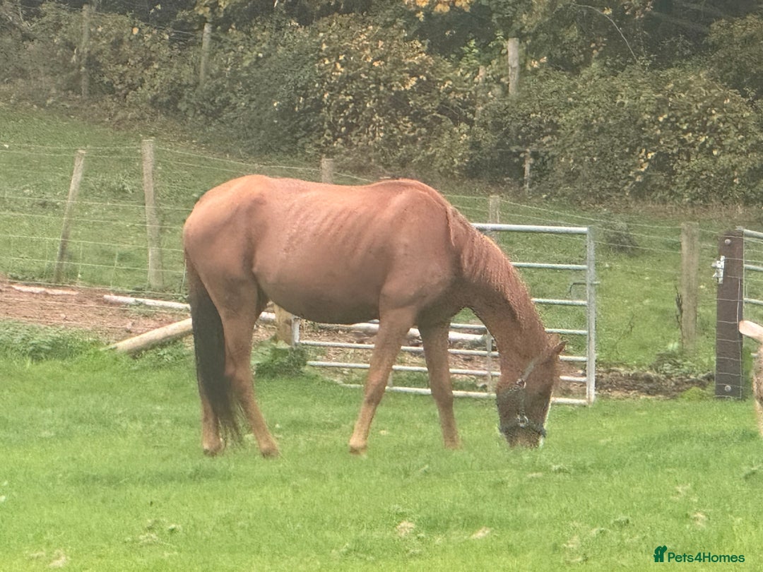 Irish Sports horses for sale: Twyncynnfig Royal Flush  - Image 2