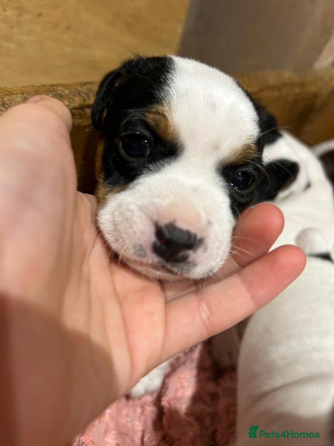 Jack Russell dogs for sale: Traditional jack Russells - Advert 6