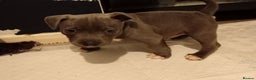 Staffordshire Bull Terrier dogs for sale: Beautiful blue Staffordshire bull terrier puppies  - Advert 2