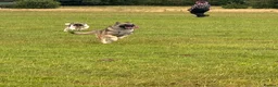 Akita dogs for sale: pure bred female akita. and mally/husky(2years old - Advert 13