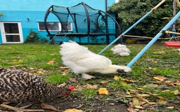 Chickens poultry for sale: Beautiful white silkie cockerel - Image 3