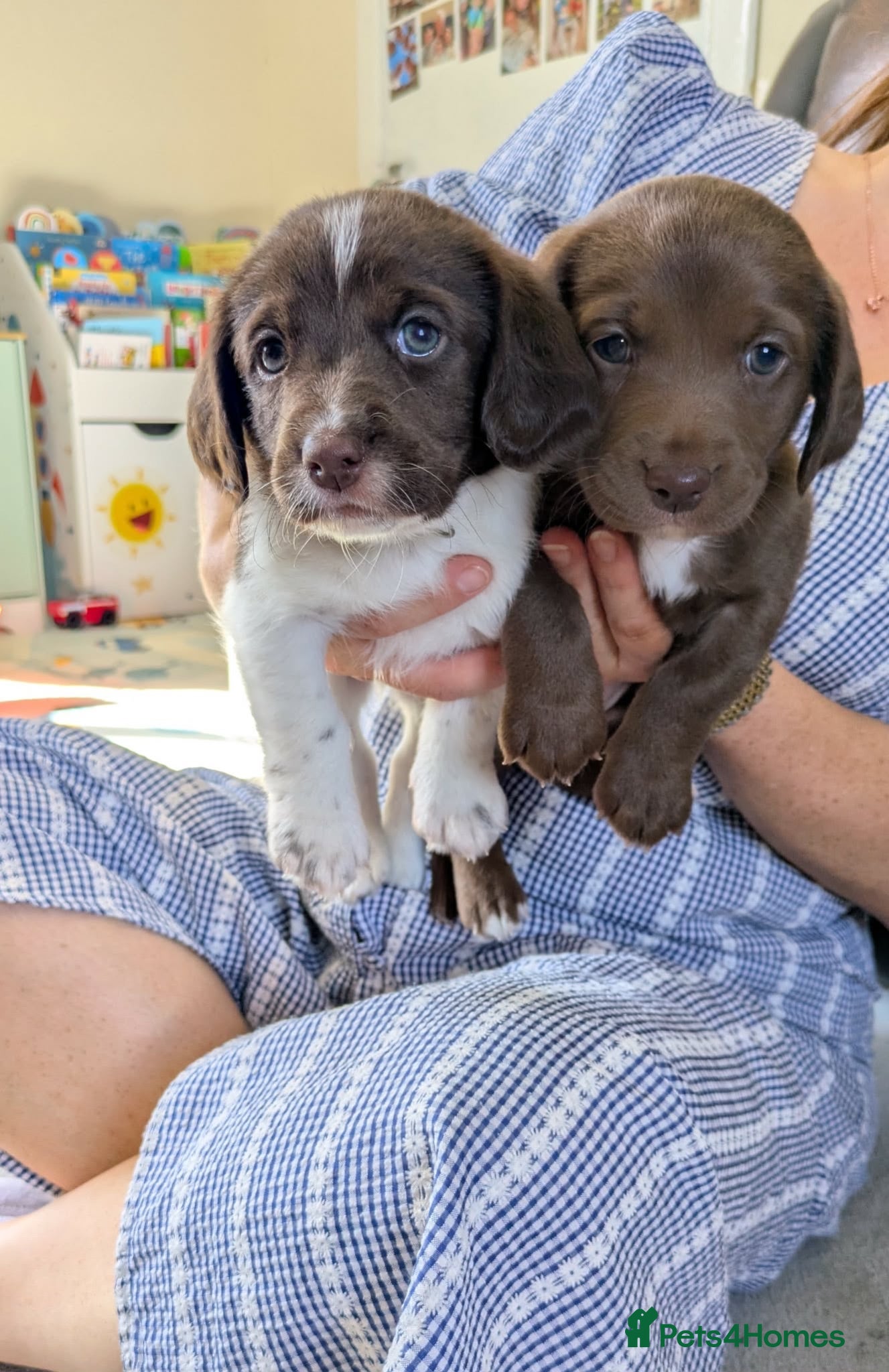 Mixed Breed dogs Woody & Jessie  - Advert 2