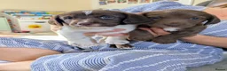 Mixed Breed dogs for sale: Woody & Jessie  - Advert 1