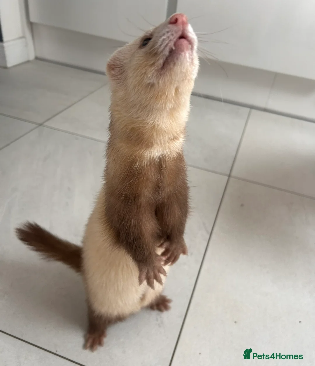 Ferret rodents for sale: Hugo semi angora sandy ferret  - Advert 2