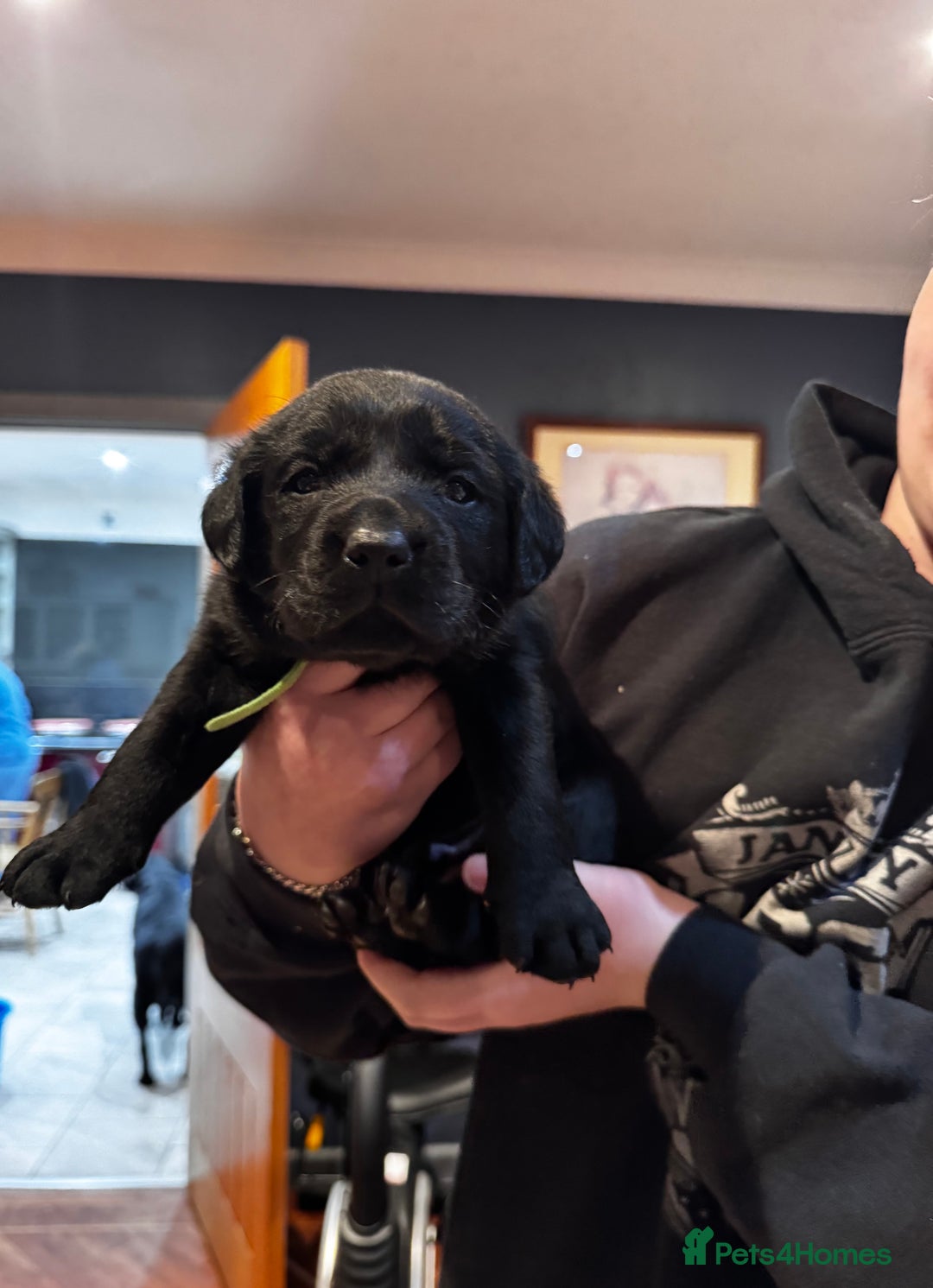 Labrador Retriever dogs for sale: Chunky Labrador puppies  - Advert 10