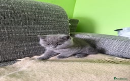 British Shorthair cats for sale: Beautiful British Shorthair kittens - Image 14