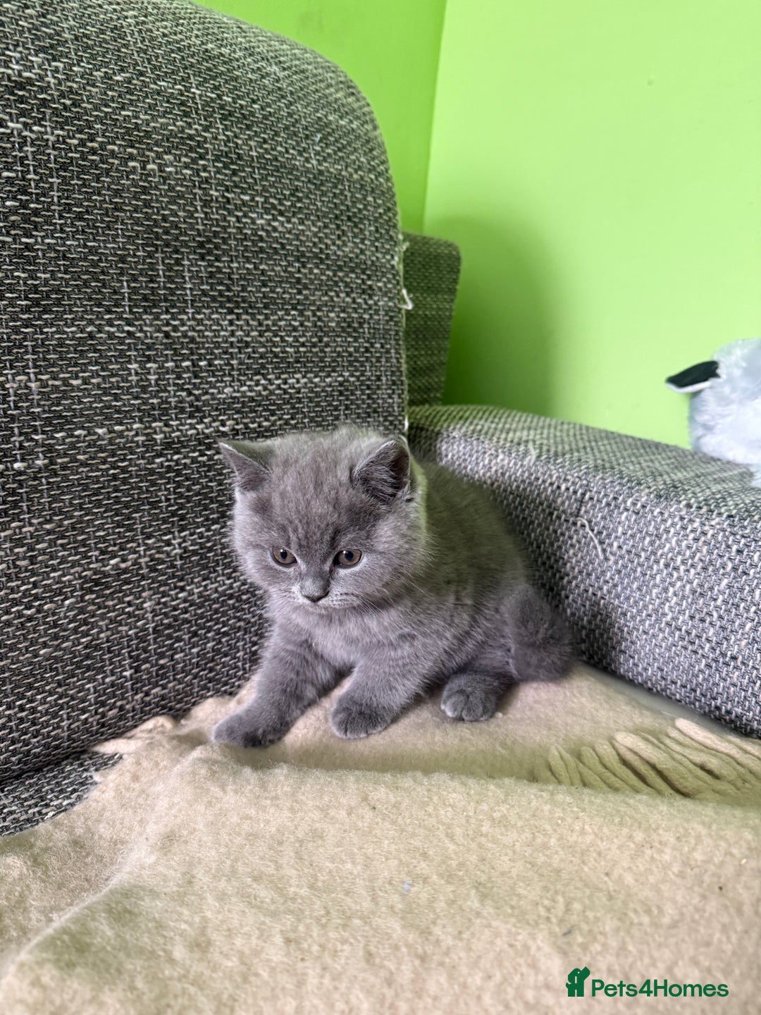 British Shorthair cats for sale: Beautiful British Shorthair kittens - Image 14