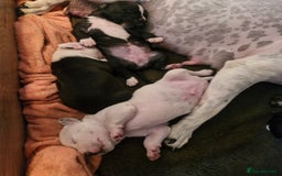 Staffordshire Bull Terrier dogs for sale: From Our Family to Yours - Image 20
