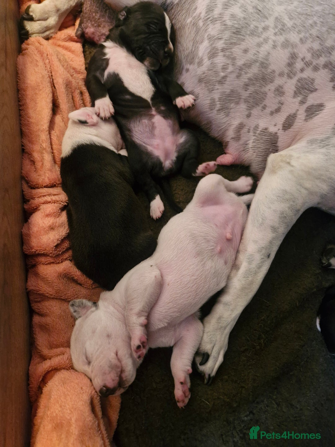Staffordshire Bull Terrier dogs for sale: From Our Family to Yours - Image 20