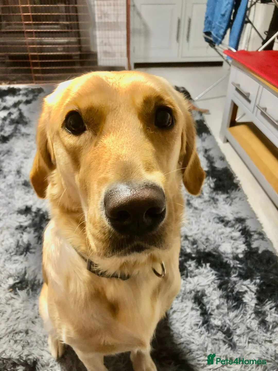 Goldador dogs for sale: Lab cross retriever. 3.5 years old. Gt family Dog. - Advert 1