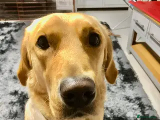 Goldador dogs Lab cross retriever. 3.5 years old. Gt family Dog. - Advert 2