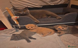 British Shorthair cats for sale: British short-haired kittens GCCF Registered  - Image 4