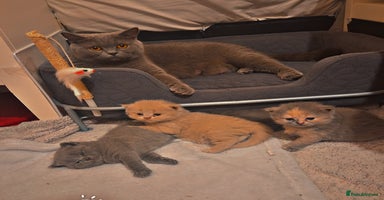 British Shorthair cats - Advert 2