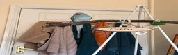 Ringnecks birds for sale: Indian Ringneck Female 1.8 years old in Canterbury - Advert 2