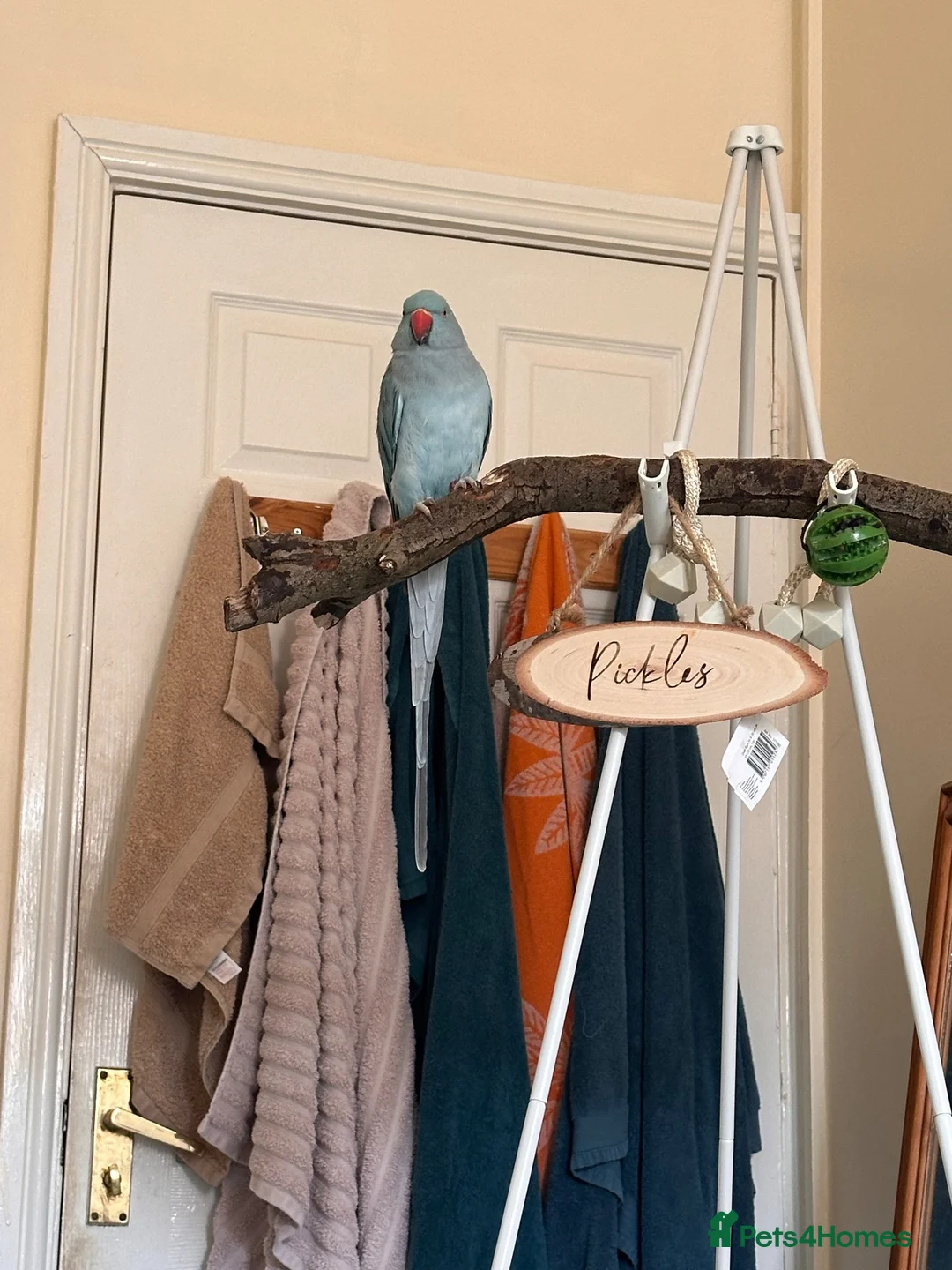 Ringnecks birds for sale: Indian Ringneck Female 1.8 years old in Canterbury - Advert 2