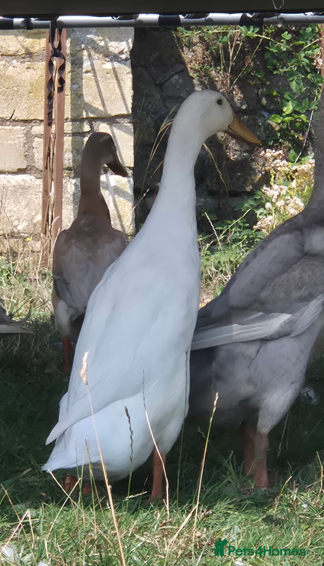 Ducks poultry for sale: Trio of Indian Runner Ducks - Image 2