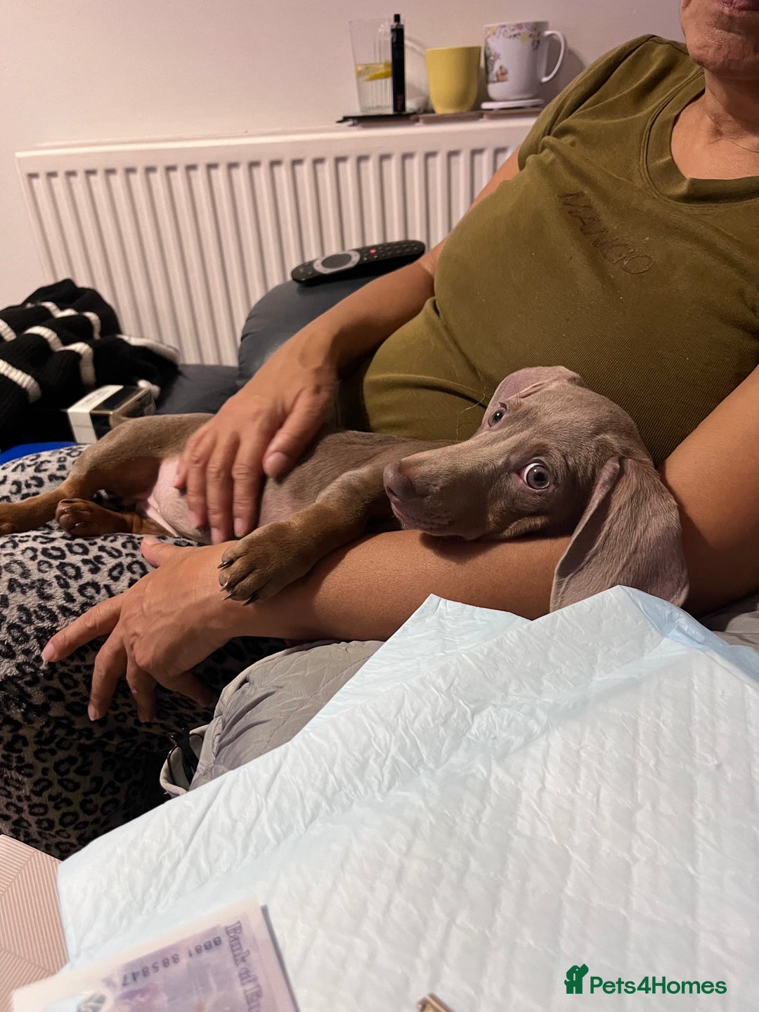 Miniature Dachshund dogs for sale: 8 month miniature dachshund for sale - Image 14