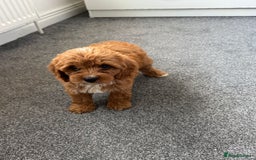 Cavapoo dogs for sale: Stunning F1 Cavapoos kc reg parents  - Image 22
