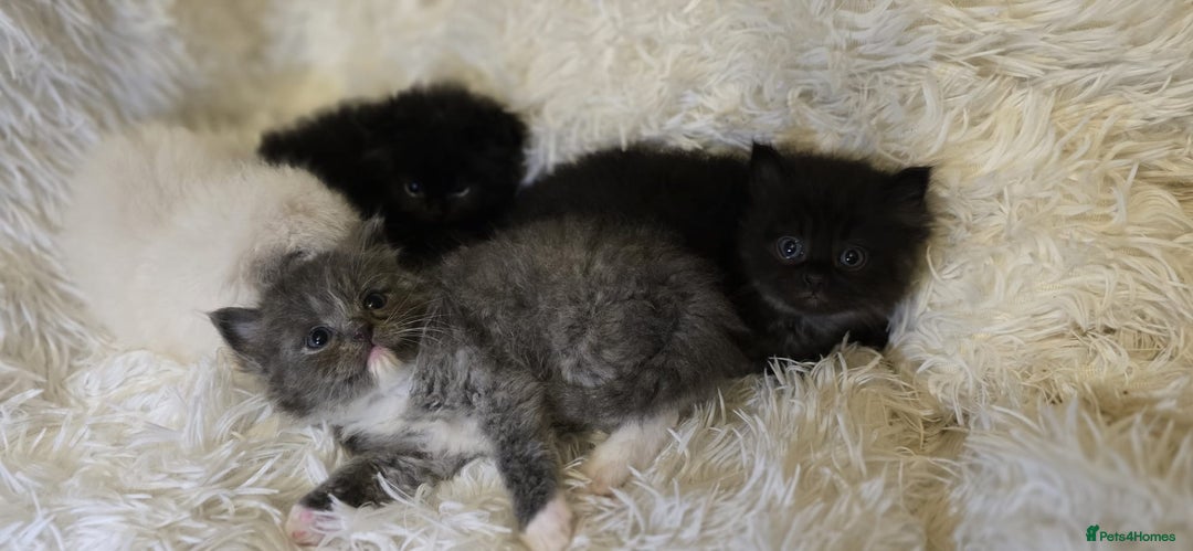 Persian cats for sale: Stunning Persians  - Image 11