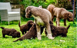 Spanish Water Dog dogs for sale: Spanish Water Dog Puppies  - Image 24