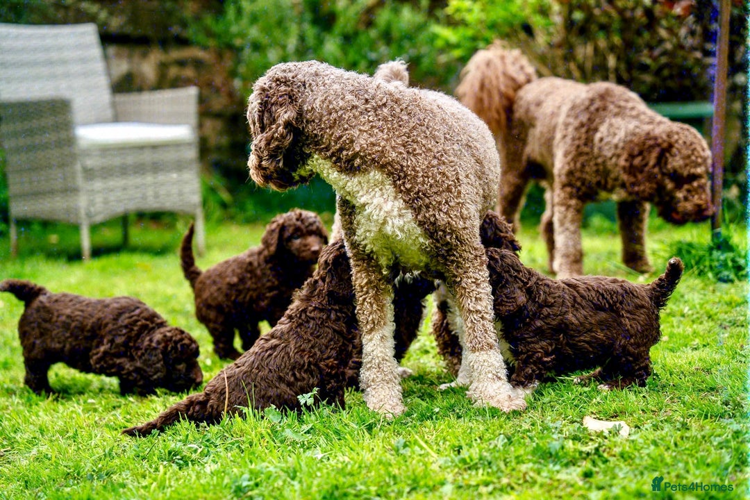 Spanish Water Dog dogs for sale: Spanish Water Dog Puppies  - Image 24