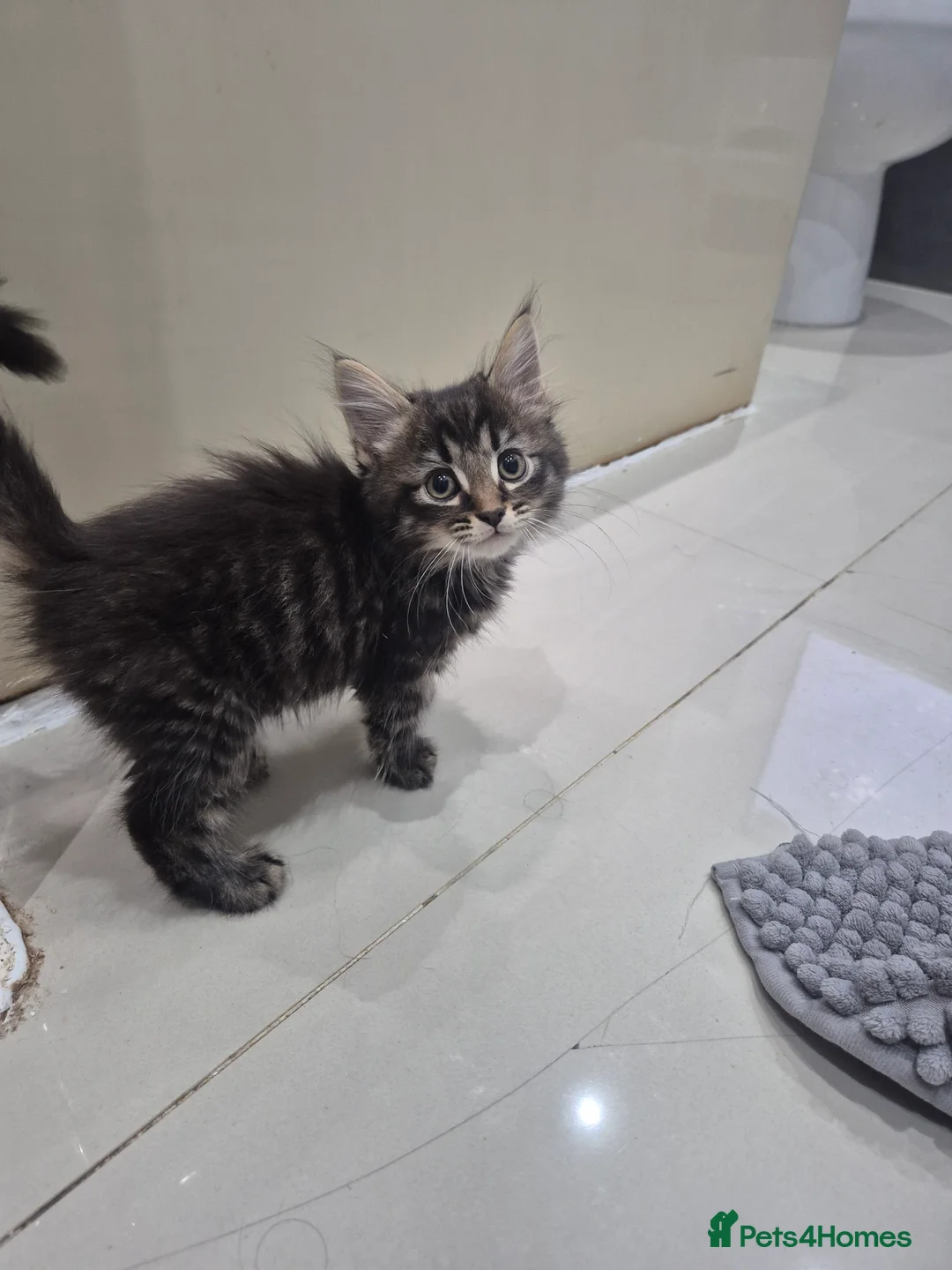 Mixed Breed cats for sale: 2 tabby and 2 black kittens looking for new home - Advert 2
