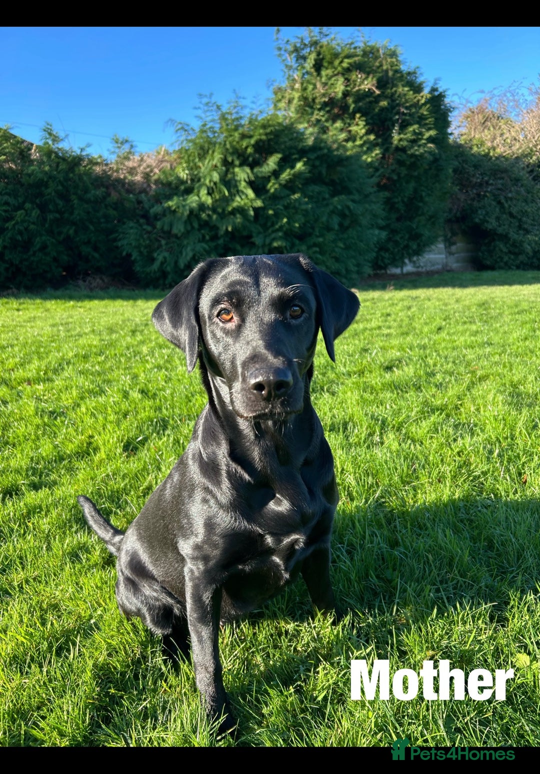 Labrador Retriever dogs for sale: 8 Outstanding KC Labrador Retriever Puppies - Advert 4