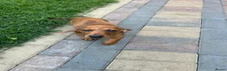 Dachshund dogs for sale: Lovely dachshunds!!! - Advert 9