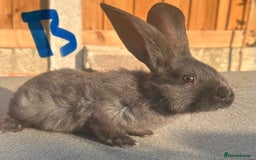 Continental Giant rabbits for sale: Baby giants  - Image 1