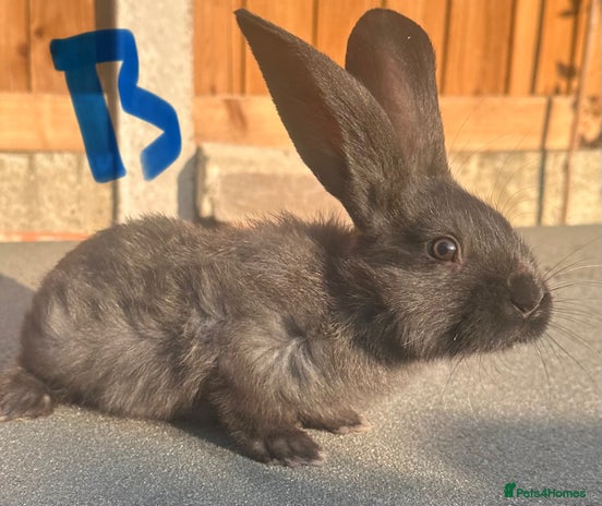 Continental Giant rabbits - Advert 6