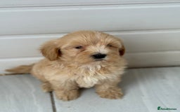 Maltipoo dogs for sale: Quality Korean maltipoos - Image 7