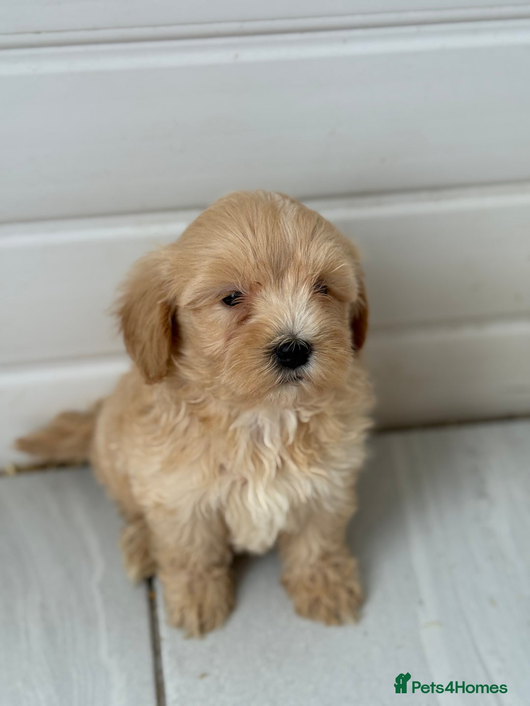 Maltipoo dogs for sale: Quality Korean maltipoos - Image 7