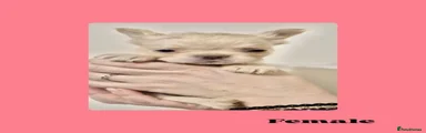 French Bulldog 5