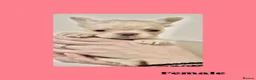 French Bulldog dogs for sale: French Bulldog Puppies Ready for Loving Homes in Gravesend - Advert 5