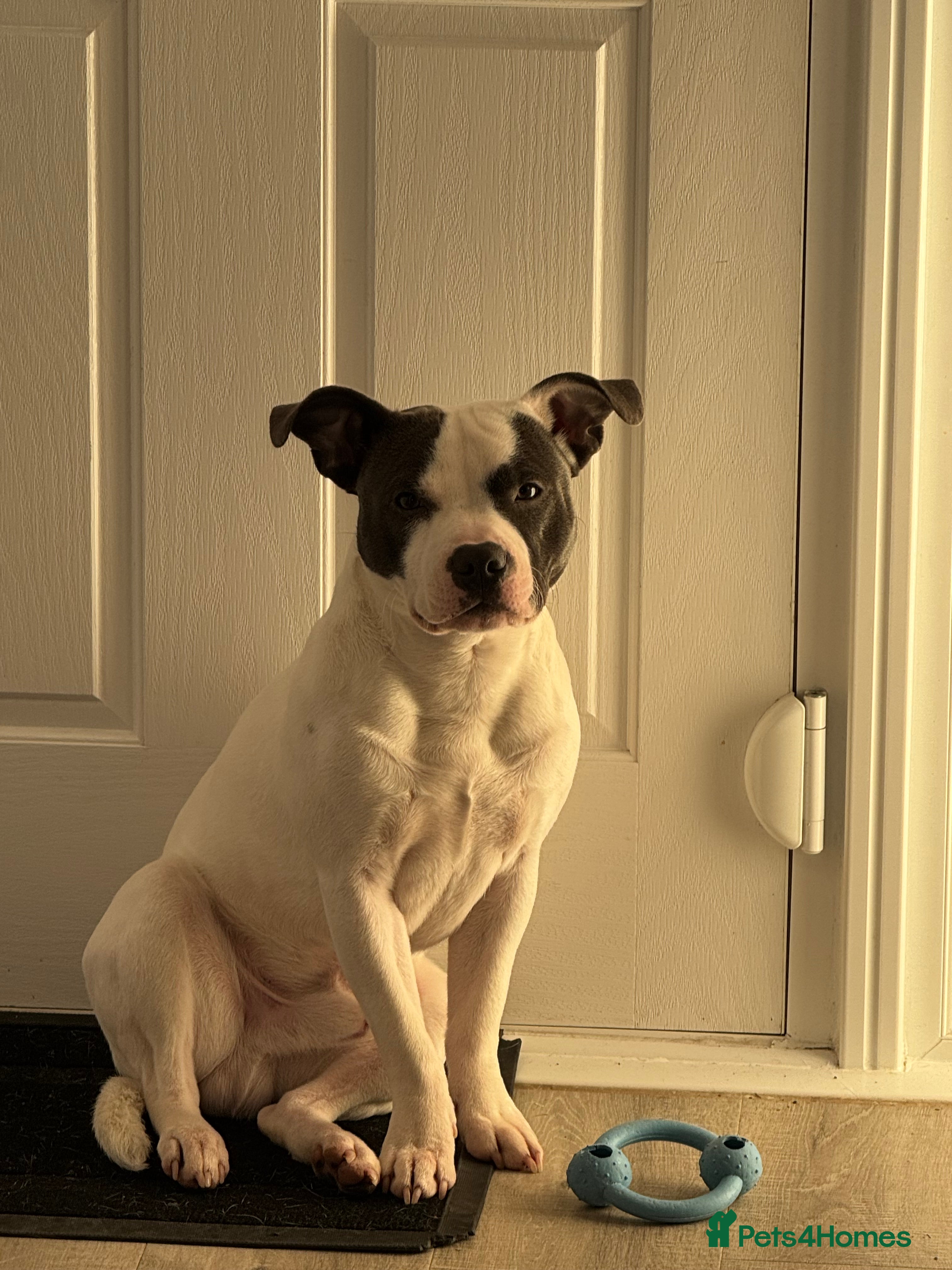 Staffordshire Bull Terrier dogs White/Blue Male Staff for Stud  - Advert 1