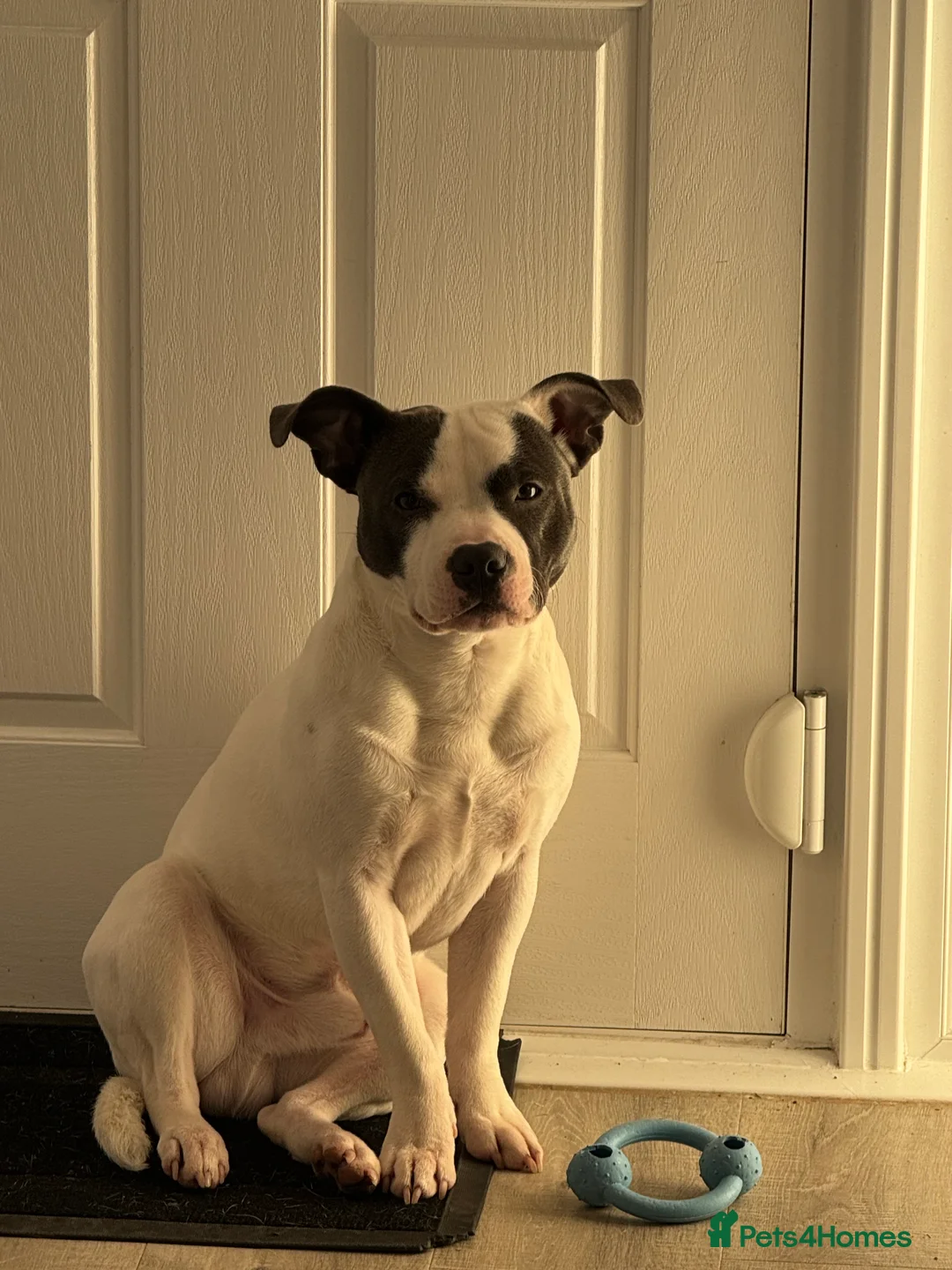 Staffordshire Bull Terrier dogs for stud: White/Blue Male Staff for Stud  in Hythe - Advert 1