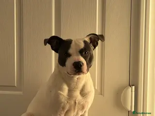 Staffordshire Bull Terrier dogs White/Blue Male Staff for Stud - Advert 1