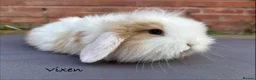 Mixed Breed rabbits for sale: Beautiful Fluffy Baby Rabbits- Ready to leave - Advert 5