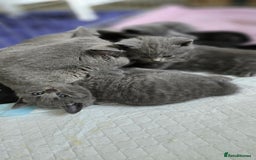 British Shorthair cats for sale: BSH kittens 💙🖤 - Image 10