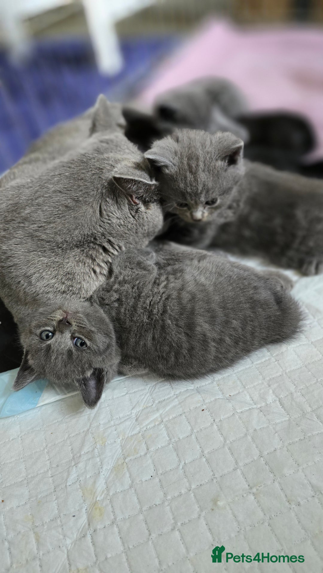 British Shorthair cats for sale: BSH kittens 💙🖤 - Image 10