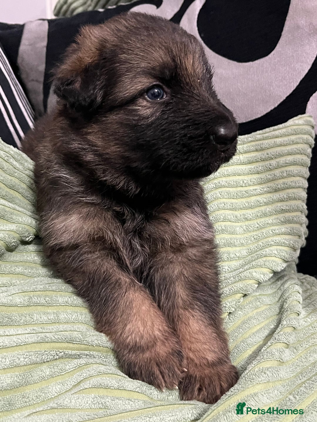 German Shepherd dogs for sale: LAST GIRL GSD READY TO GO - Advert 6