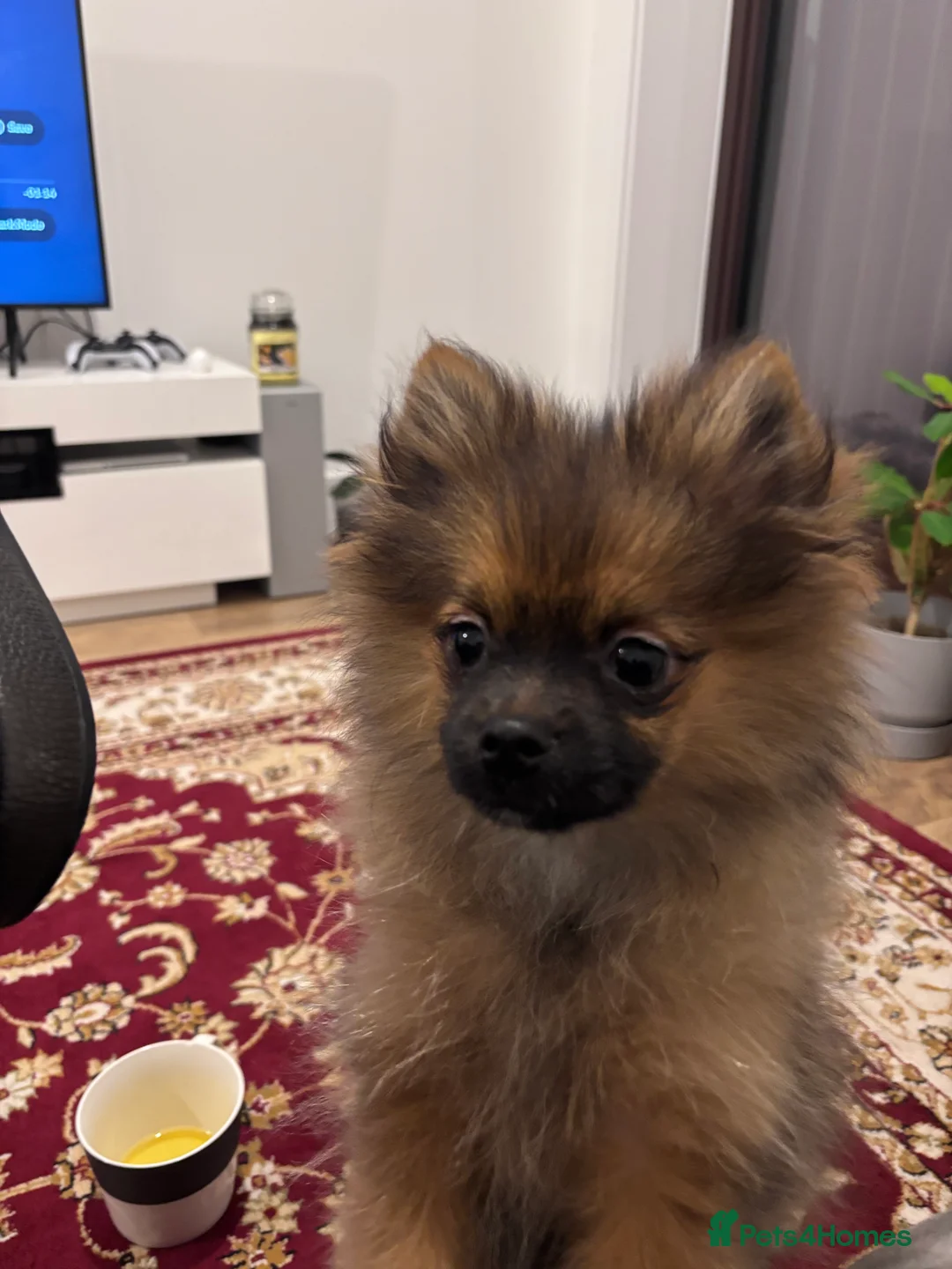 Pomeranian dogs for sale: 🐾 Stunning Male Pomeranian Puppy – £1,750 🐾 - Advert 1