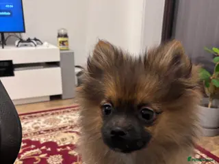 Pomeranian dogs 🐾 Stunning Male Pomeranian Puppy – £1,750 🐾 - Advert 1