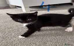 Mixed Breed cats for sale: 5 bsh mixed kittens ready  - Image 12